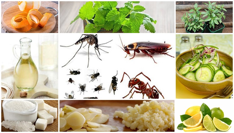 Đuổi Côn Trùng Đơn Giản Tại Nhà